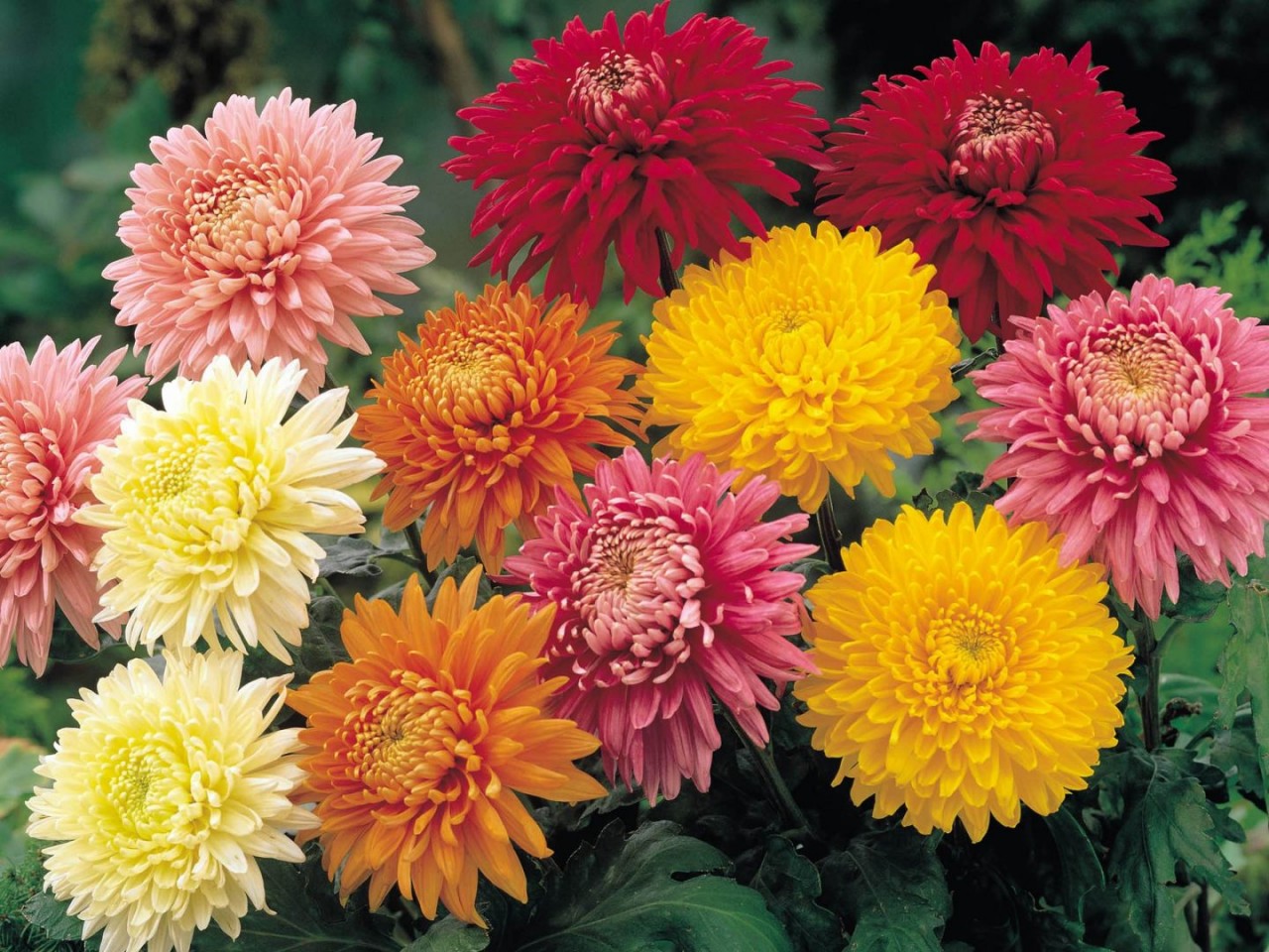 Flor- Crisantemos