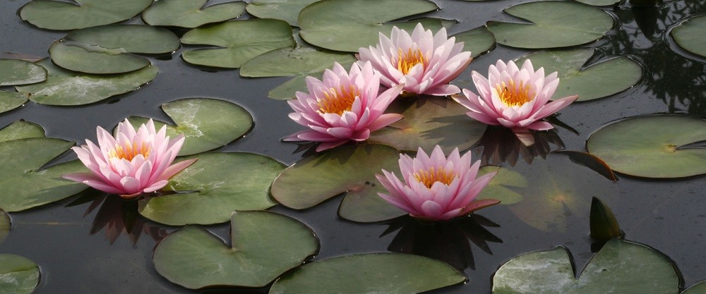 Flor de loto