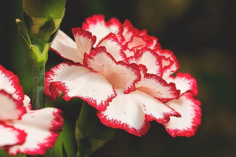 Flor- Clavel